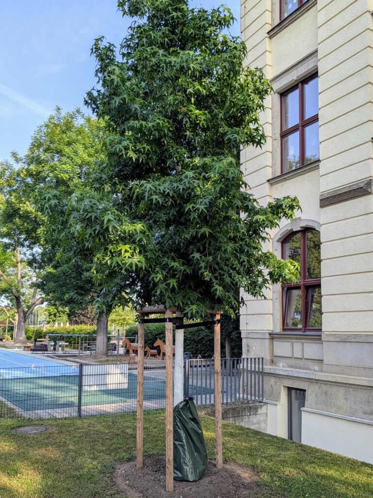 Amberbaum im Juni 2025
